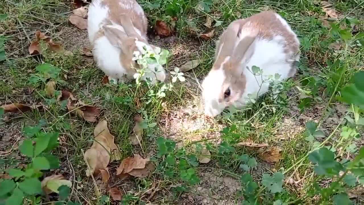 cute rabbit | cute animals video compilation | baby bunny-14