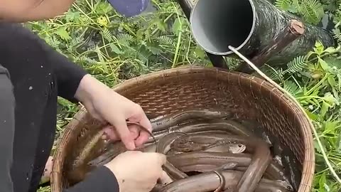 Fish trapping it's amazing
