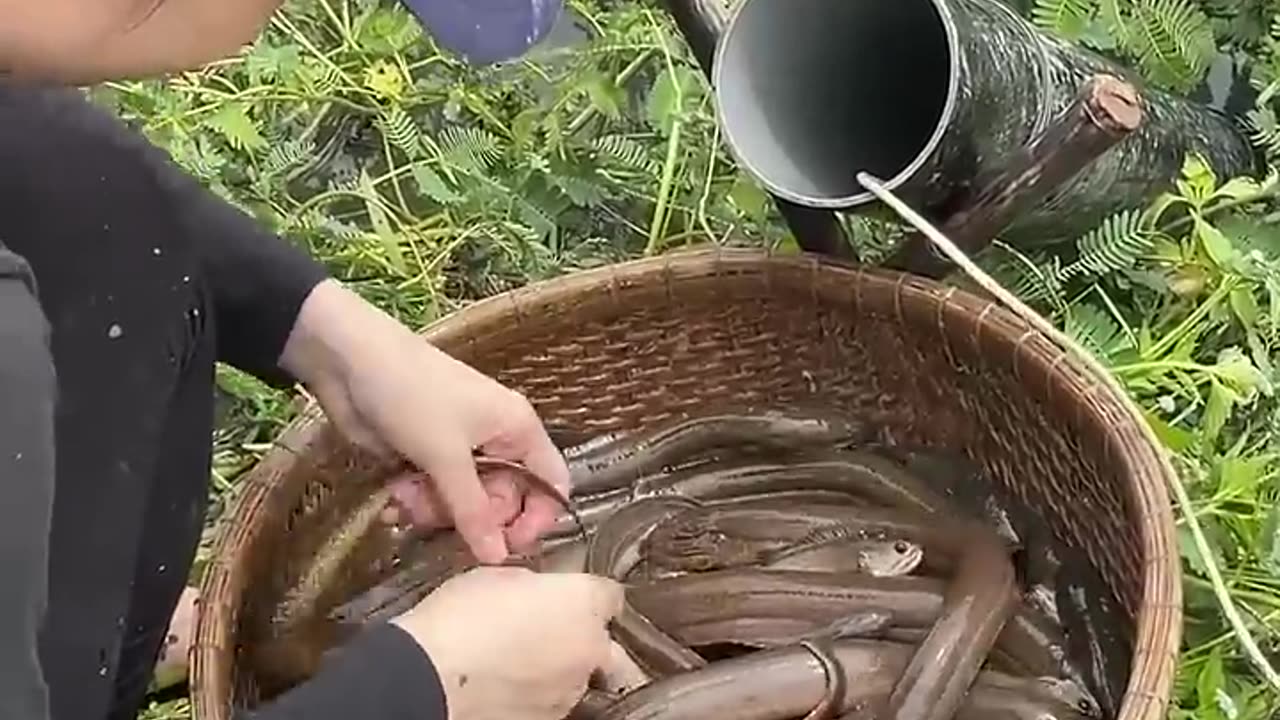 Fish trapping it's amazing