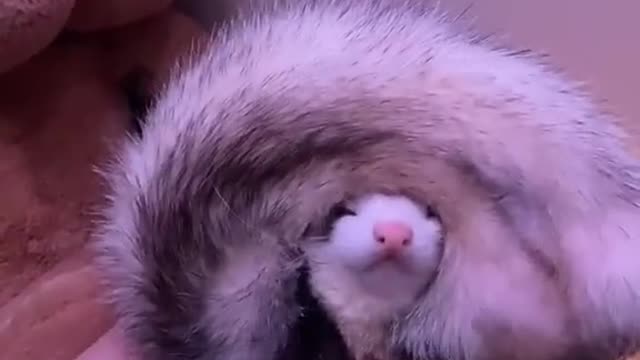 Ferrets sleep like 🍩 donuts