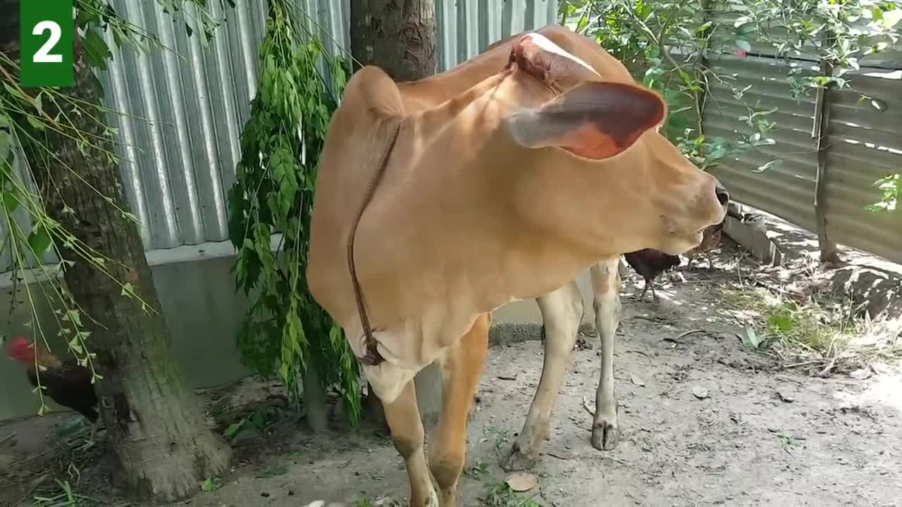 6 Cow Mooing - Whose Voice Is Good _ Every Cow Make Sounds Two Times _ Cow Voice Sounds PART 2