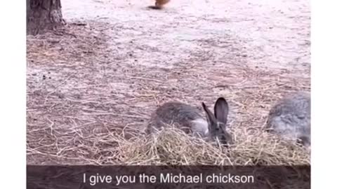 I can't stop watching. I'll give you Michael the chicken