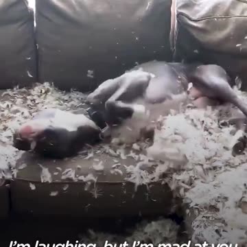 Dog Feels ZERO GUILT About DESTROYING Couch | The Dodo