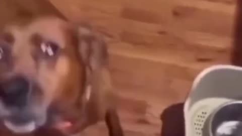 Dog gets bamboozled by his owner