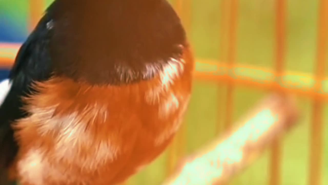 Burung murai yang mempunyai suara indah