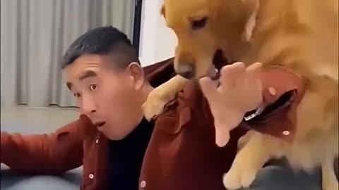 Funny dog part-10