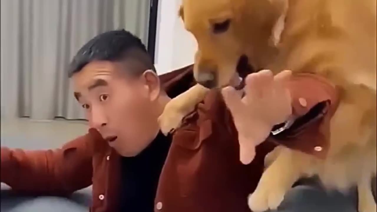 Funny dog part-10