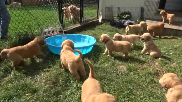 Adorable "river" of Golden Retriever puppies