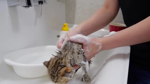 Kittens First Bath