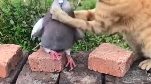 funny video Some moments of pigeon and cat