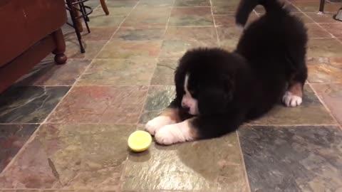 Funny Puppy Eating Lemon