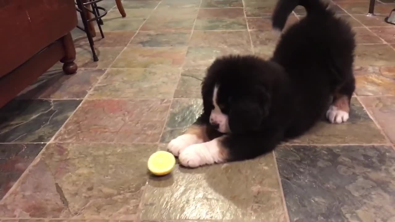 Funny Puppy Eating Lemon