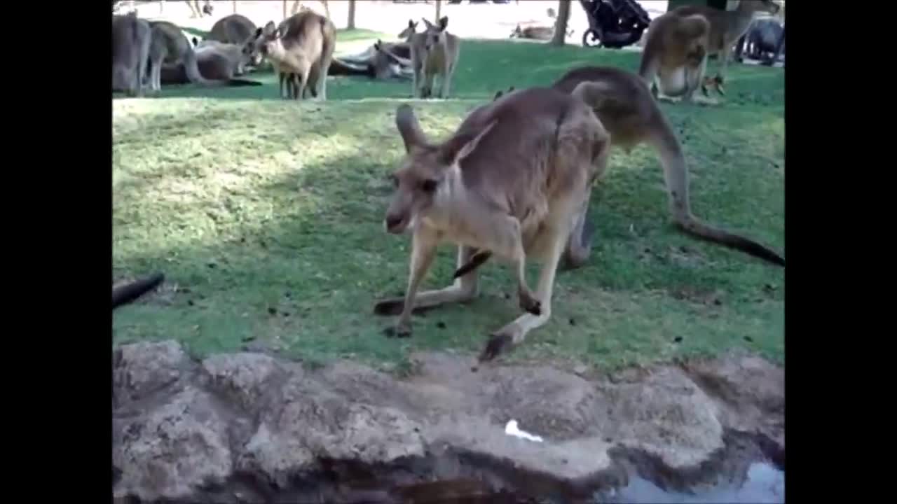 Baby Kangaroos & Joeys - CUTEST Compilation