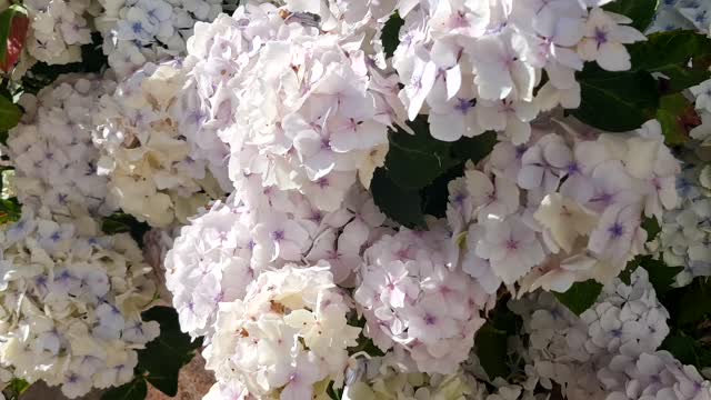 Hydrangea plant on a windy day