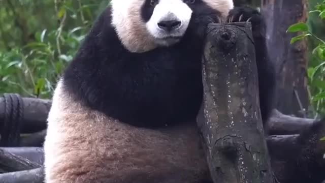 Cute panda