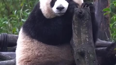 Cute panda