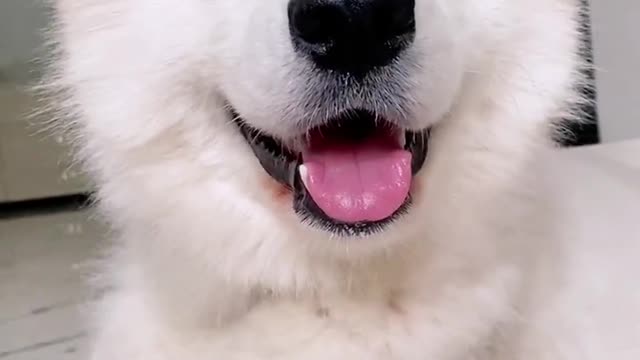 Am I cute, Samoyed