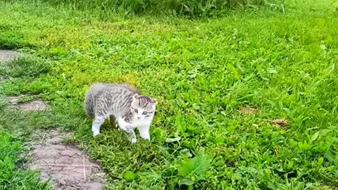 funny cat videos