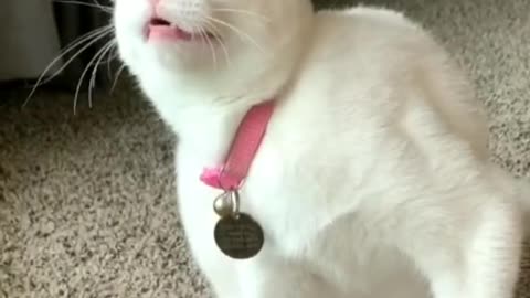 when you are a clumsy kitty