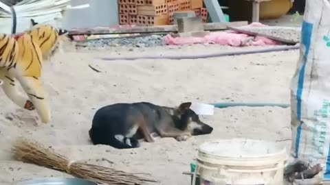 Troll Prank Dog Funny & fake Lion
