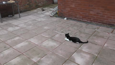 Cat Vs Bird (Pigeon) 4K