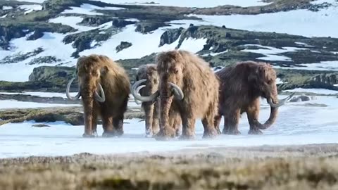 Animal video