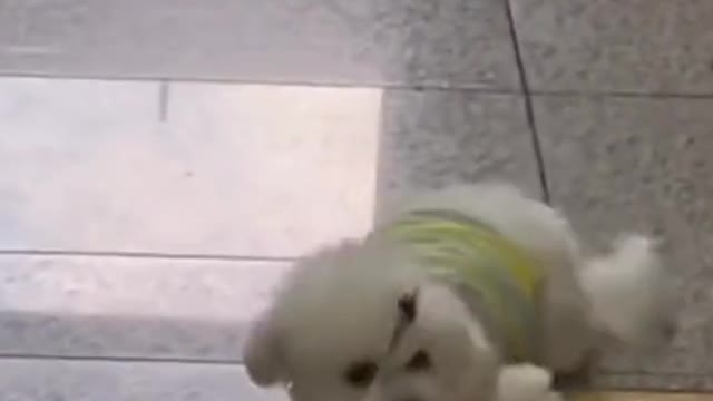 A pupy who loves to lie on the ground. Lol