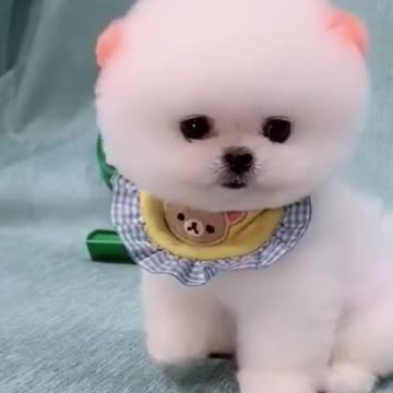 cute pomeranian dog.mp4