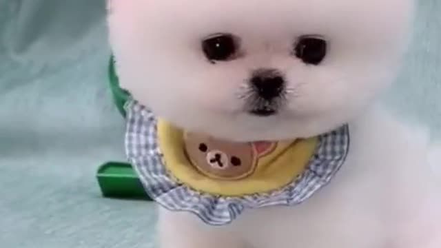 cute pomeranian dog.mp4