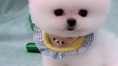 cute pomeranian dog.mp4
