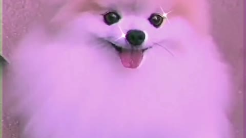 Cute puppies