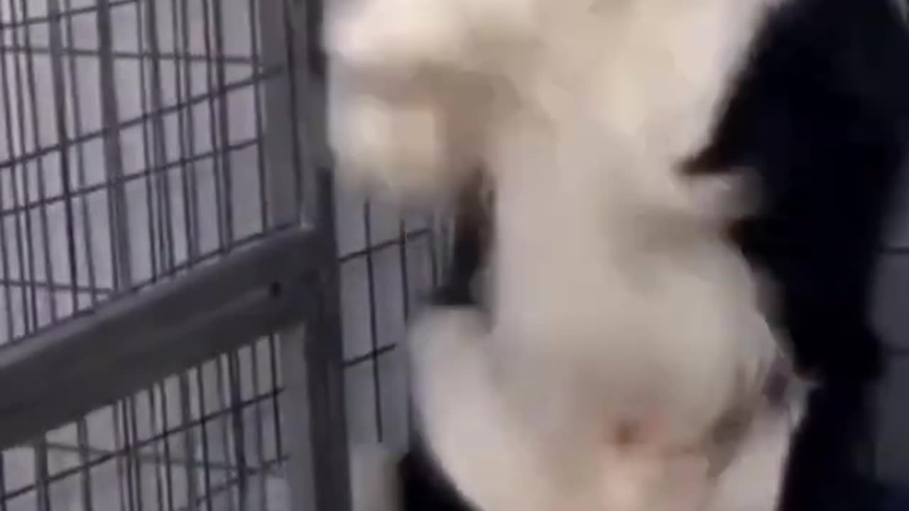 Funny Dog Videos Creative Commons - No Copyrights