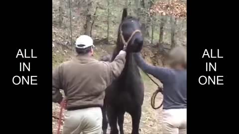 Poor Horse Rescued Good Work Keep It Up
