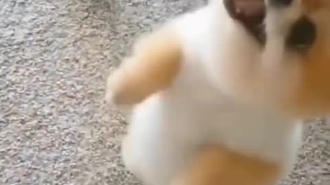 Cute dog