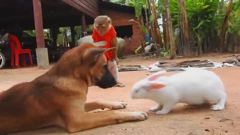 Help me Please | Stop Bite Him Like This, Help Quickly 🐕🐕🐒🐒