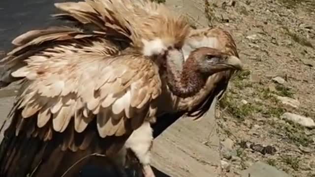 A chance encounter with Mr. Vulture