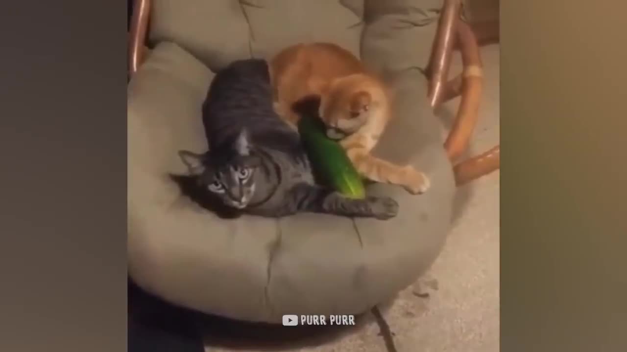 Cucumbers Are Cat's Enemy - Funny Pet Reaction _