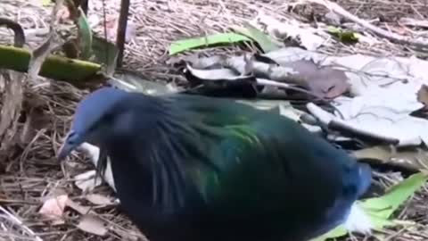 Nicobar Pigeons Most Beautiful Birds on Planet