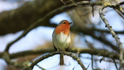 Beautiful sound of Bird 🕊️