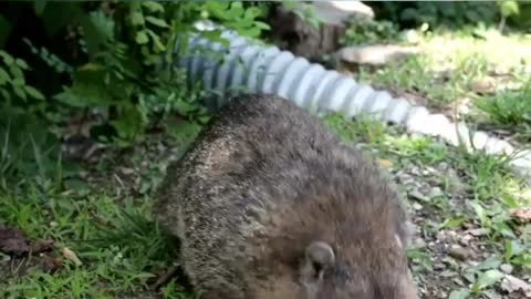 Ground Hog eating chips