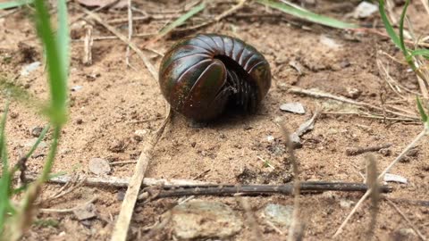 An Insect Curls Before Crawling on the Ground