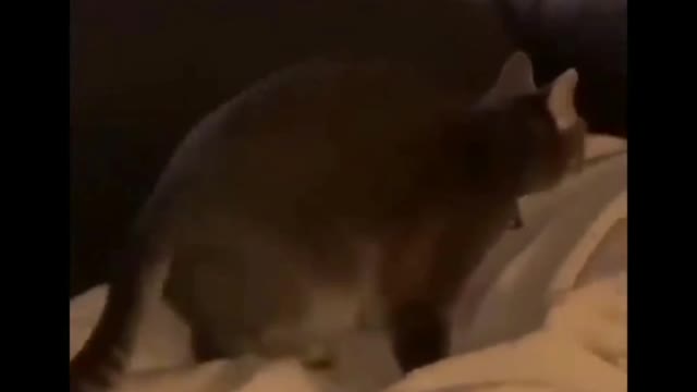 dancing cat {fanny} ππππΆπΆπΆ