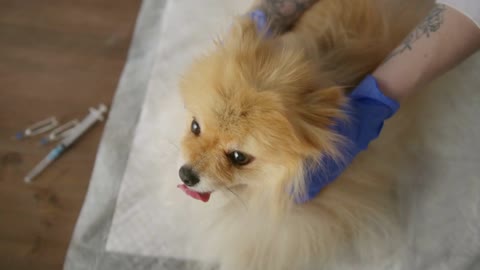 Veterinarian is conducting an examination of the pomeranian dog