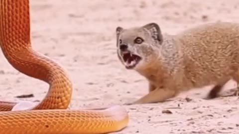 Cobra vs Mongoose fight
