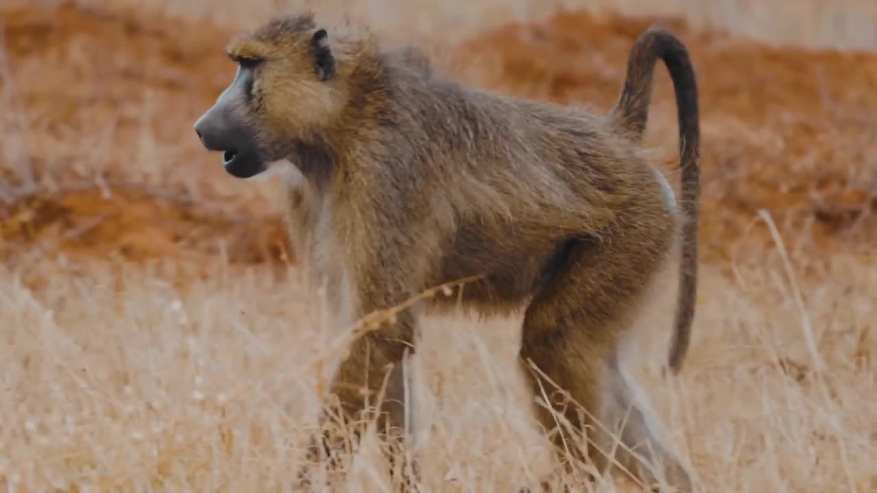 Relaxing Piano Music To Relieve Stress, Focus Your Mind And Beautiful Animal Videos