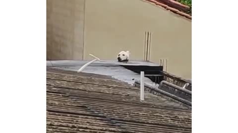 Cat or dog😹