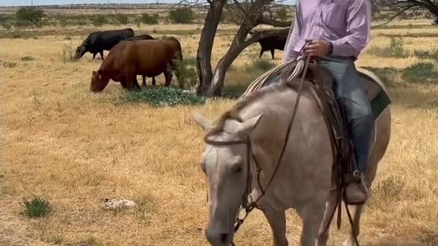 Most cattle that are “Corn fed” are raised in a pasture for a large portion of their life