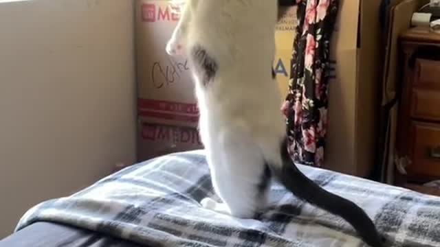 Cats, When Your Neighbors_arguing_outside