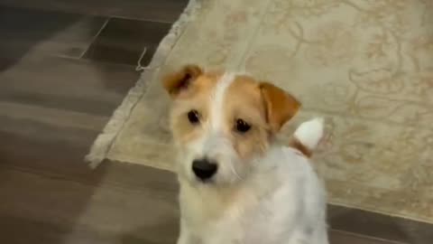 dog tarening video