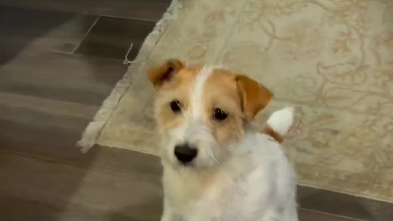 dog tarening video